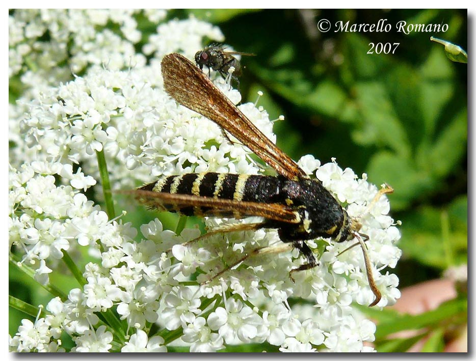 A spasso sulle Alpi Marittime: 13. Paranthrene tabaniformis